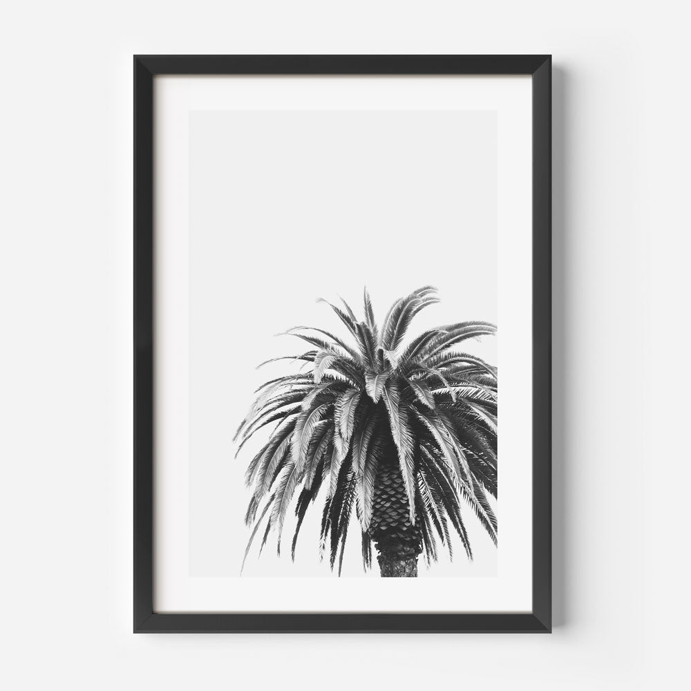 BW Palm Art Print