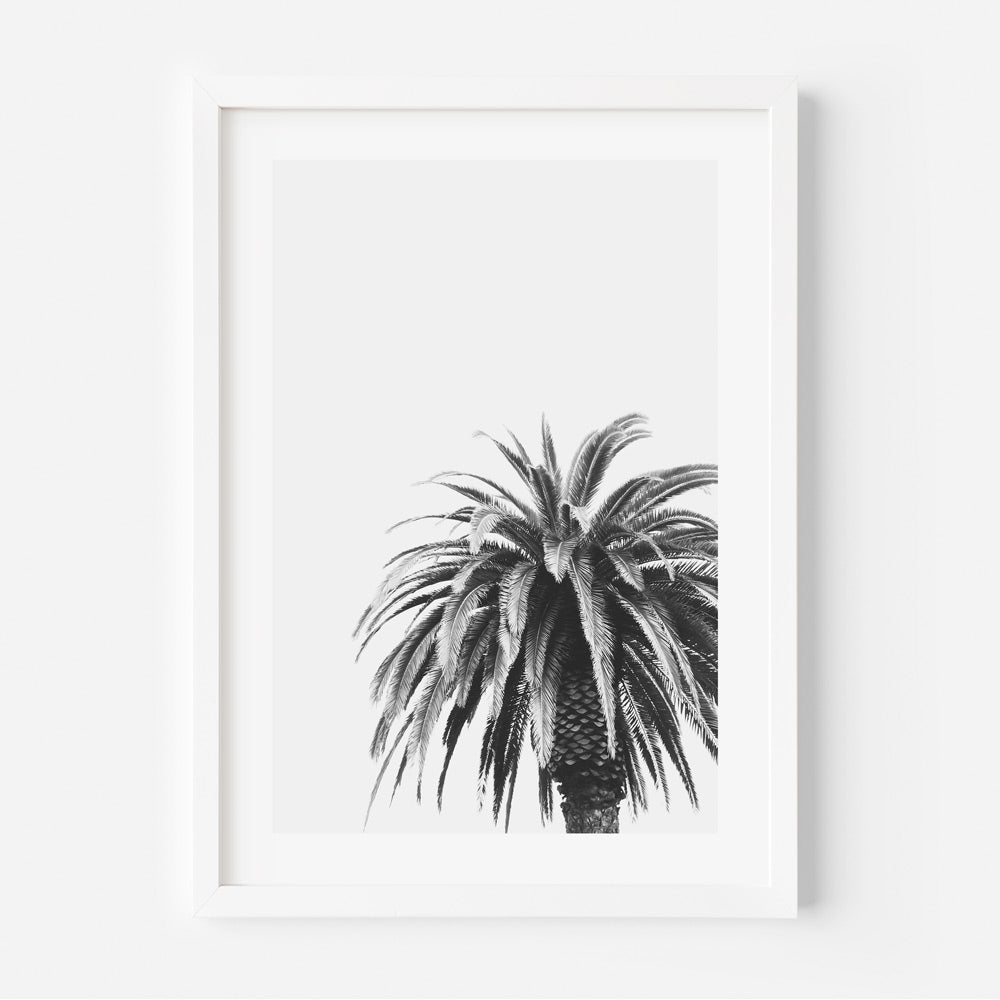 BW Palm Art Print