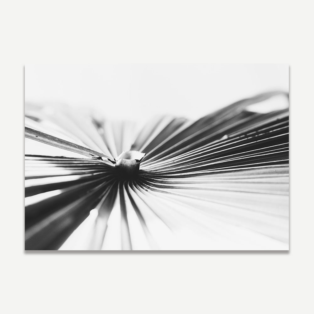 BW Fan Palm Art Print
