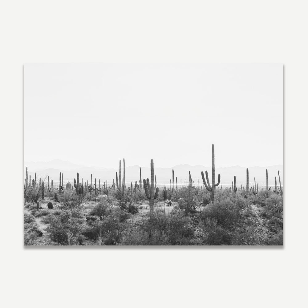 Black and white photo of a landscape featuring Saguaro cacti in Tucson, Arizona.