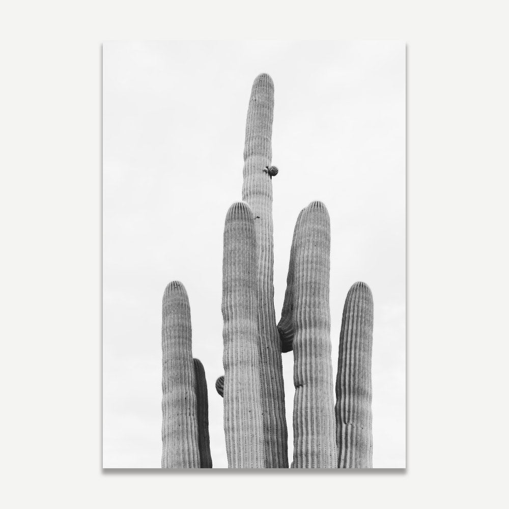 A black and white image of a cactus photographed by Seus Ku, primarily showcasing the subject against a white background.