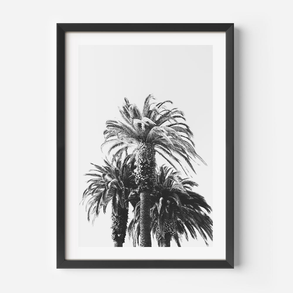BW Palms Art Print