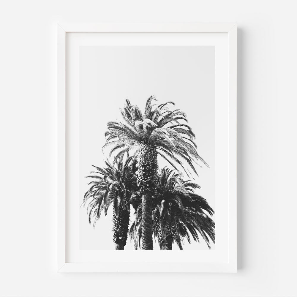 BW Palms Art Print