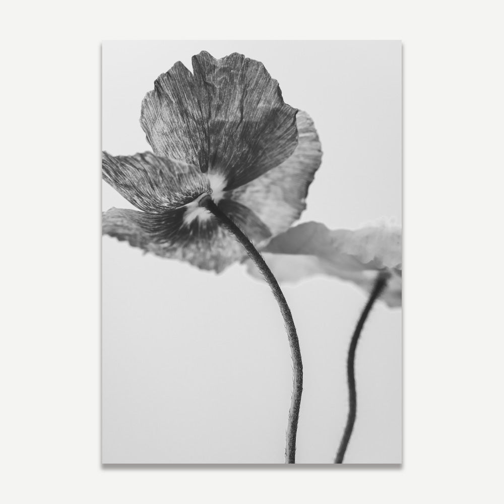 Set of 2 Art Prints - BW Poppies II & III