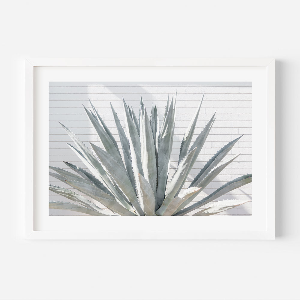Blue Agave cacti and in Palm Springs, framed photo for wall art decor