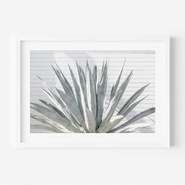 Blue Agave