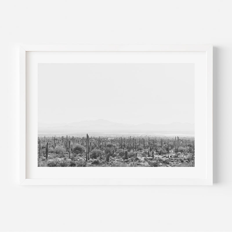 BW Saguaro Tucson I