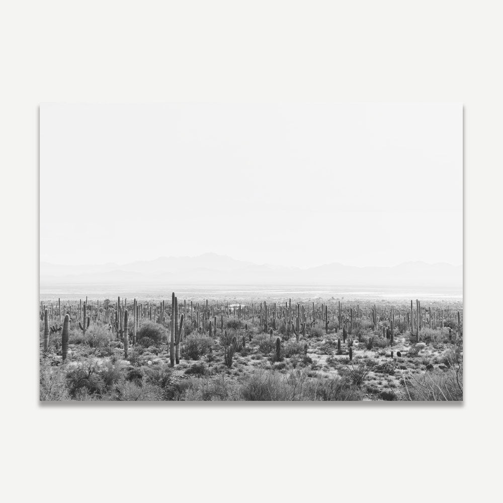 BW Saguaro Tucson I