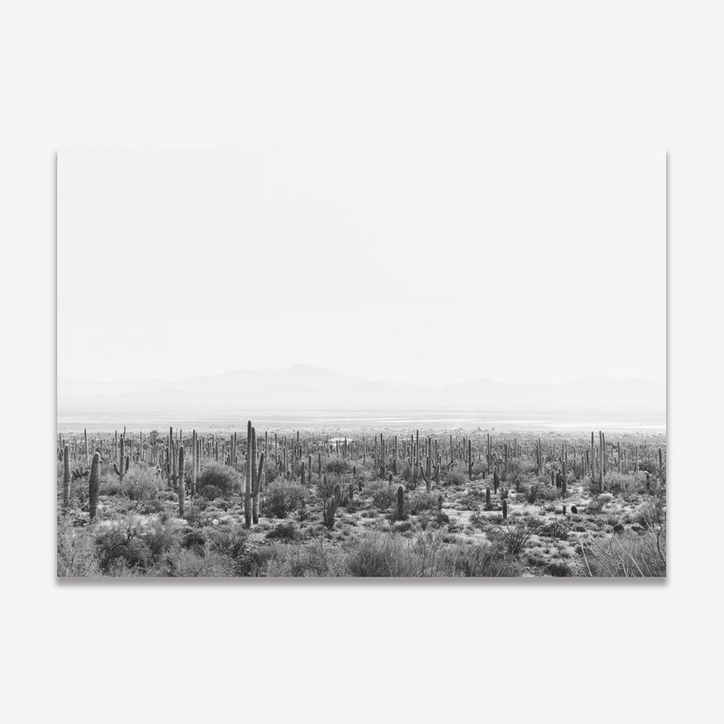 BW Saguaro Tucson I