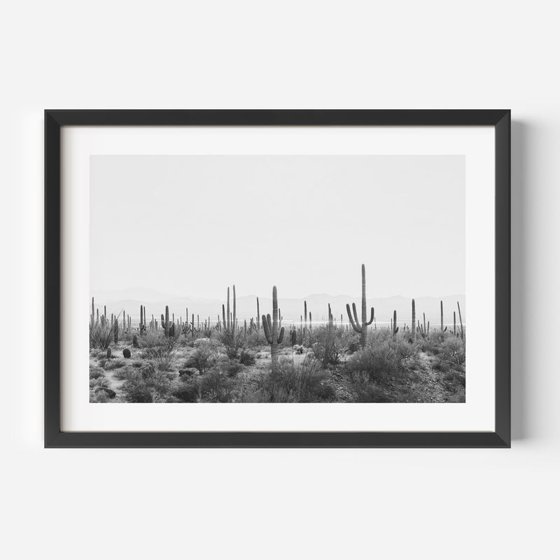 BW Saguaro Tucson II
