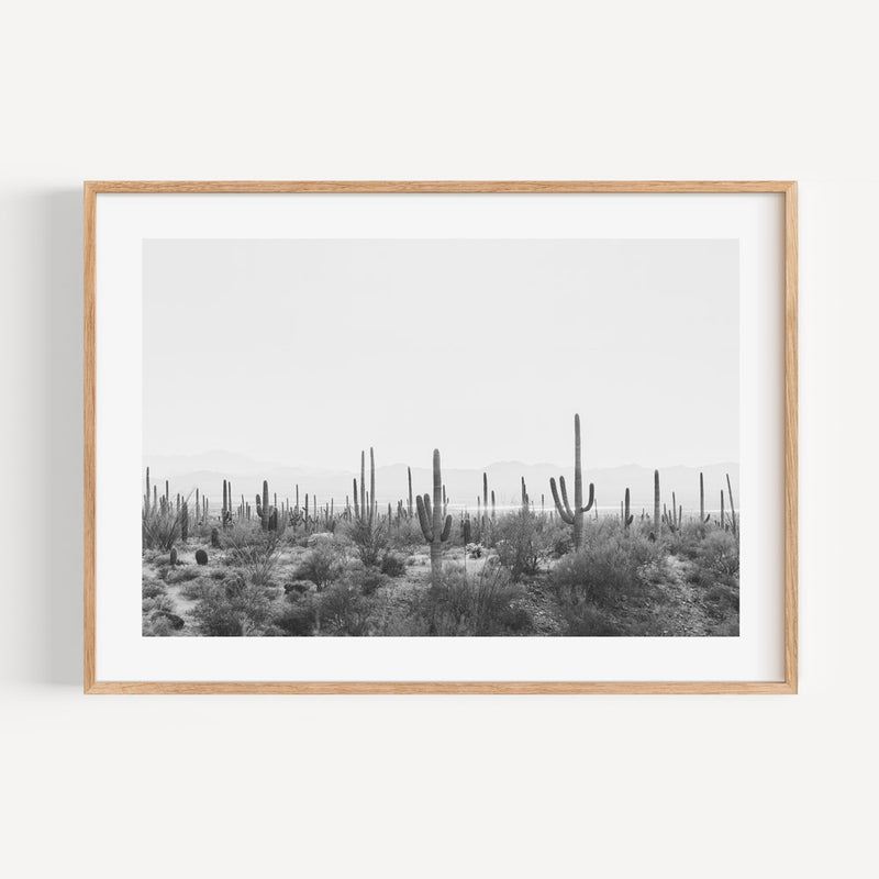 BW Saguaro Tucson II
