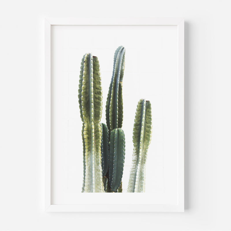 Cactus I