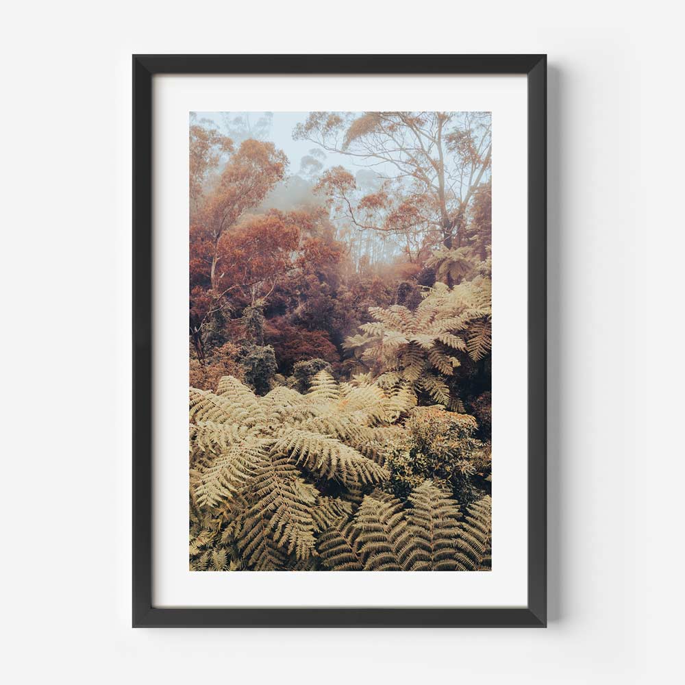 Australian Wilderness: Tranquil canyon with vibrant ferns in the heart of The Blue Mountains, NSW, adding natural charm to any wall decor.