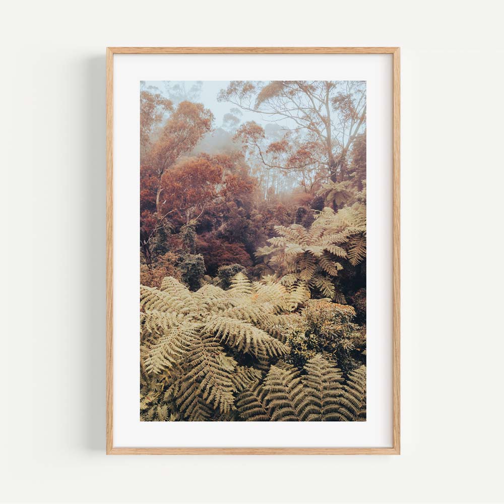 Nature's Haven: Canyon draped in lush ferns, showcasing the biodiversity of The Blue Mountains, Australia, perfect for modern art displays.