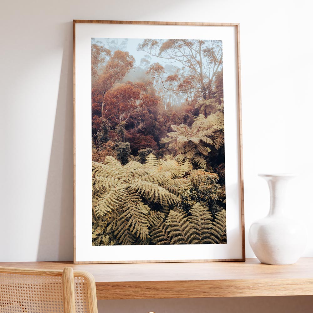 Rainforest Oasis: Serene canyon adorned with lush ferns in The Blue Mountains, NSW, Australia, ideal for prints shop collections.