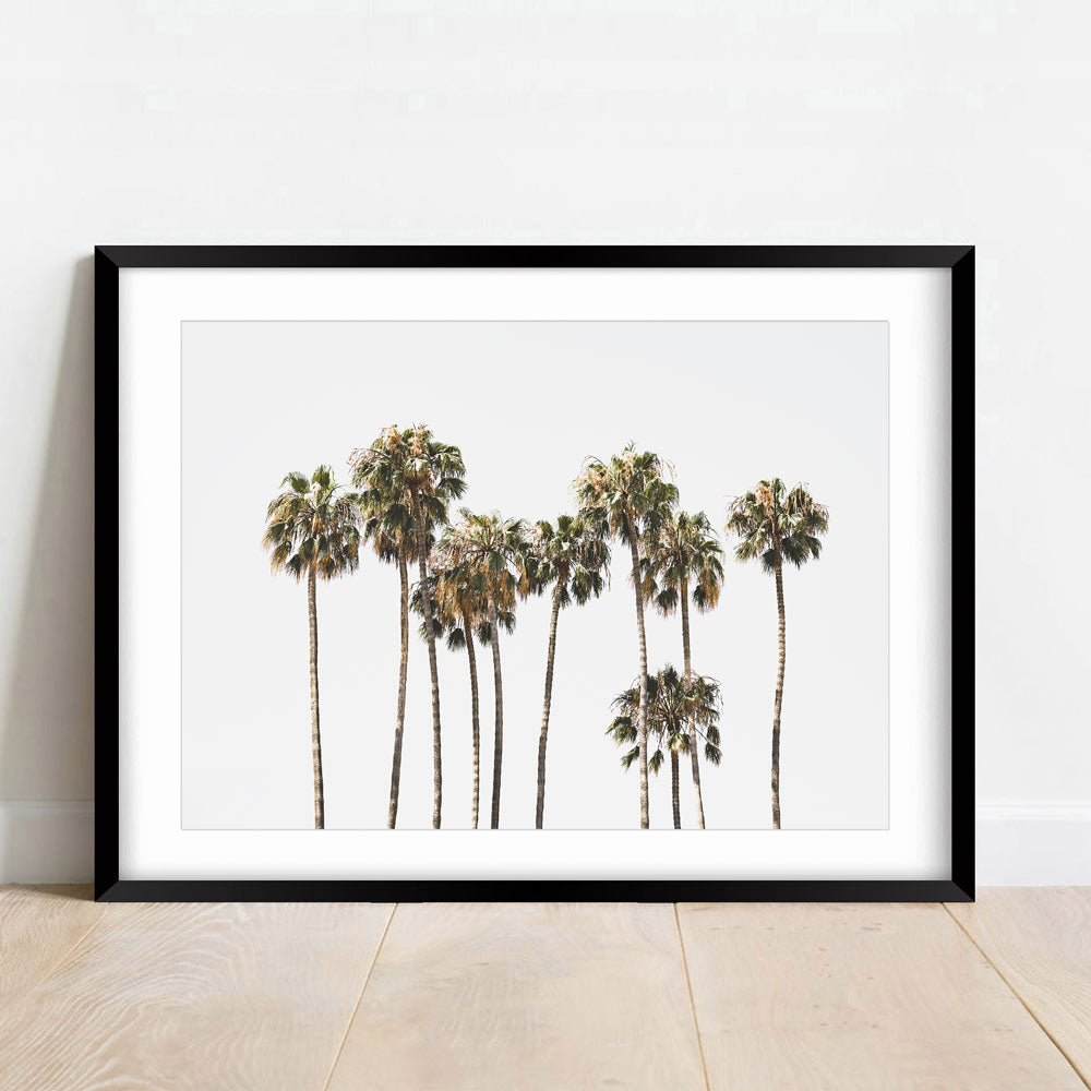 Palm trees on Catalina Island - Beautiful wall artwork capturing the essence of nature, perfect for the living room.