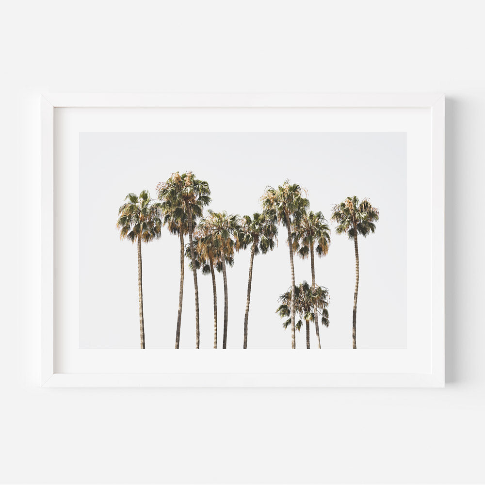 Palm trees in a white frame - Real photography of palm trees on Catalina Island, perfect for wall art decor.