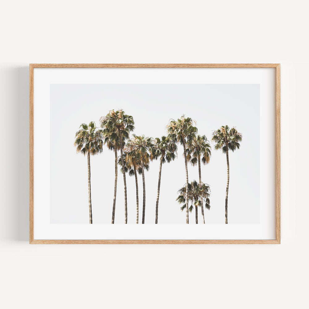 Wall art with palm trees in a white frame - Artistic photo of Catalina Island, great for front room wall art.