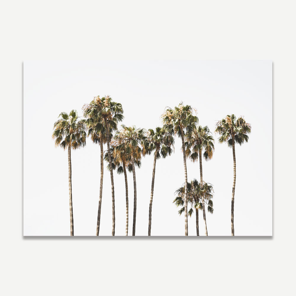 Palm trees in a white frame - Unique artwork showcasing the beauty of nature, a must-have for any art wall art collection.