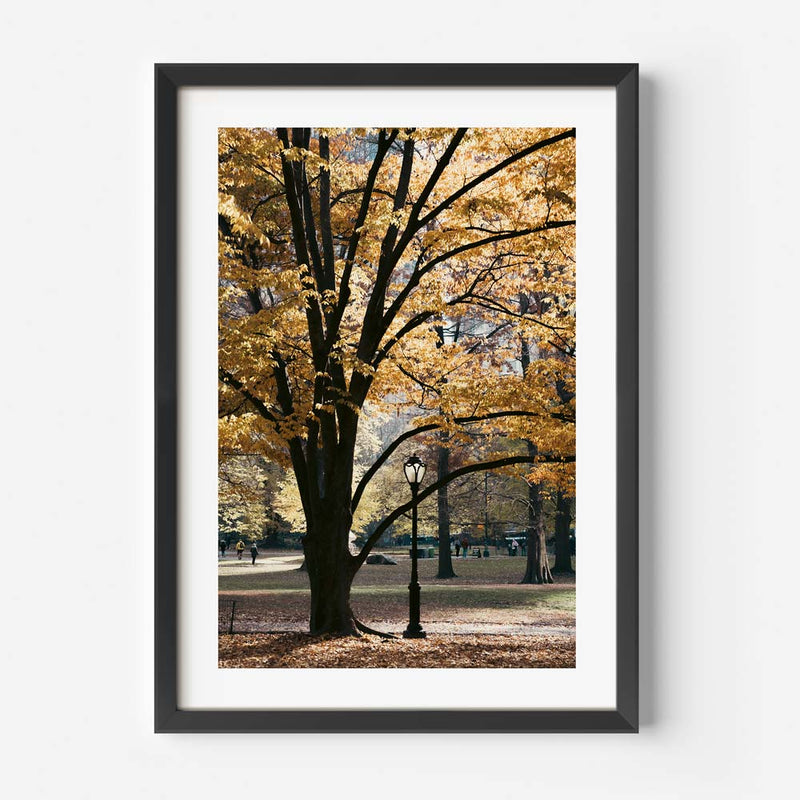 Central Park II