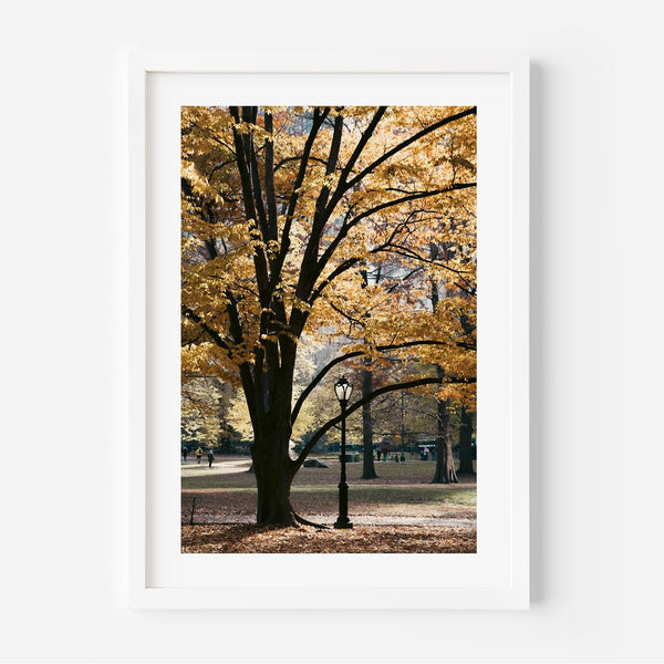Central Park II