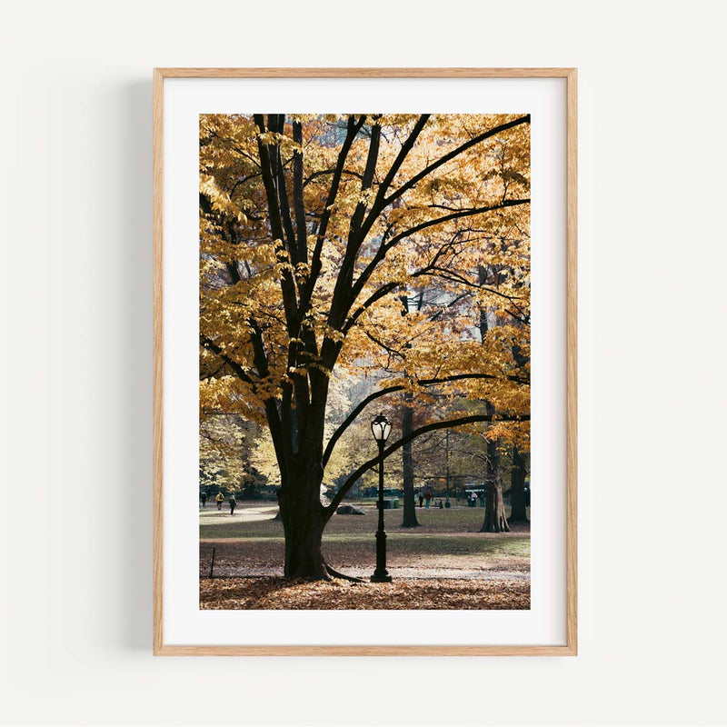 Central Park II