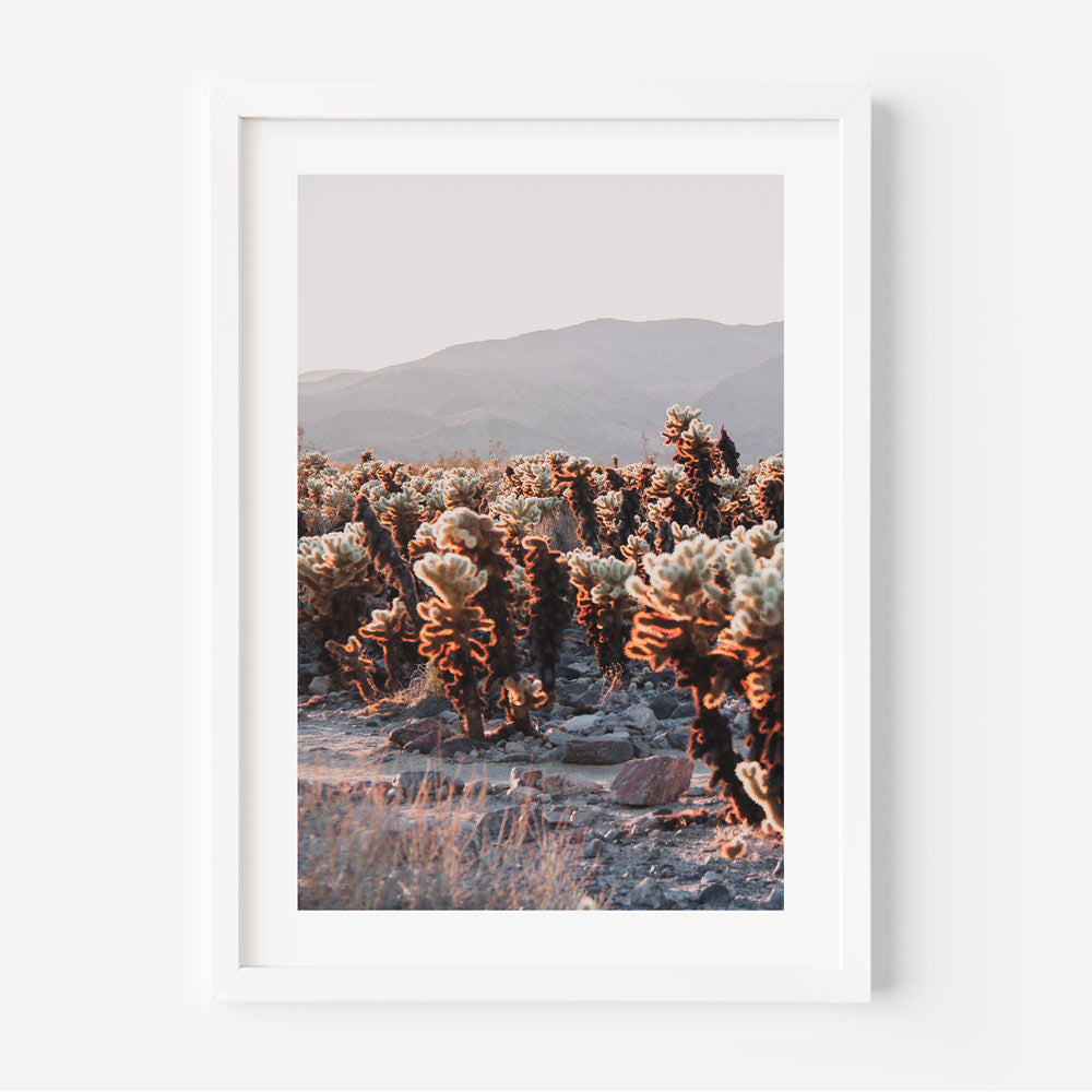 Photography print capturing the stunning beauty of Cholla Cactus Garden in California, perfect for desert-inspired wall decor.