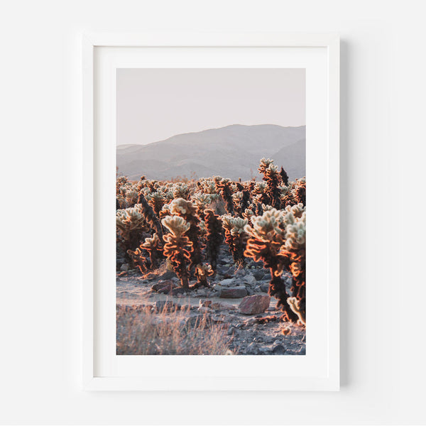 Cholla I