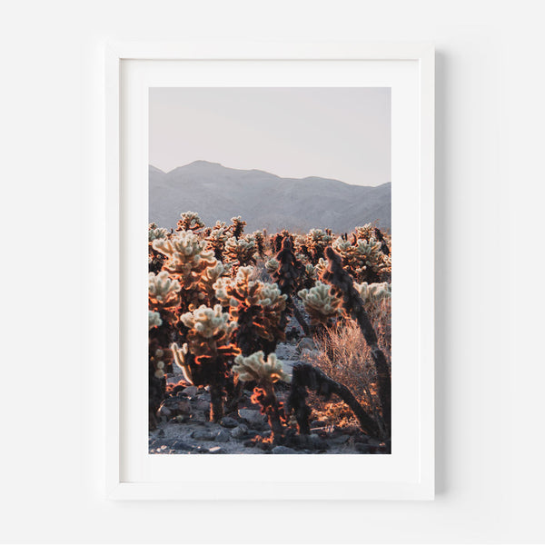 Cholla II