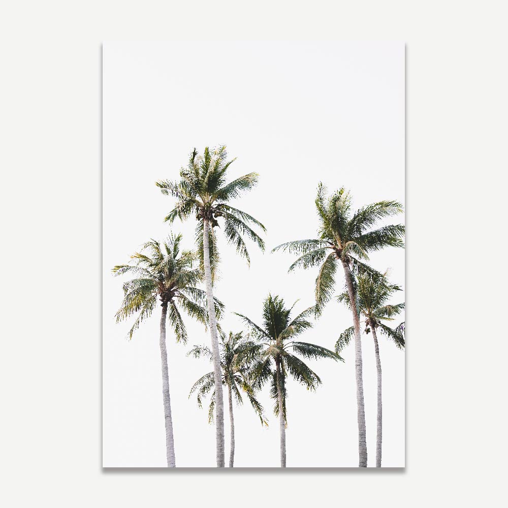 Mindil Palms Art Print