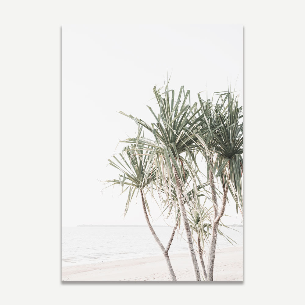 Pandanus Palms @ Mindil Beach, Darwin NT - Oblongshop modern wall art for home and office decor