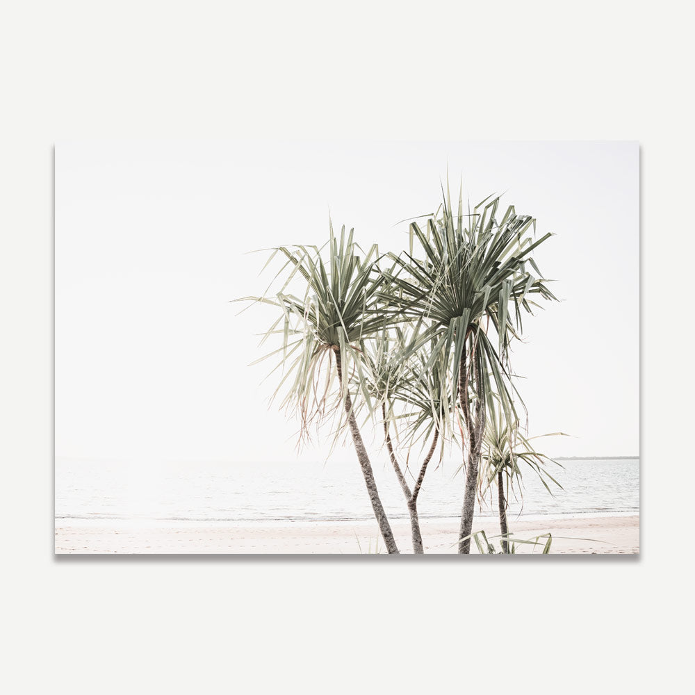 Pandanus Trees Sunset Art Print