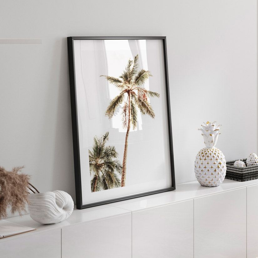 Mexican Palm Tree: Captivating image of a palm tree against a vibrant backdrop.