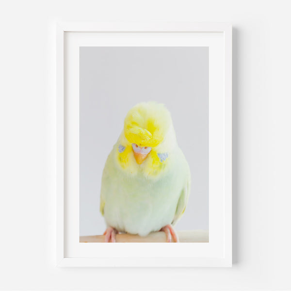 Crested Budgie Art