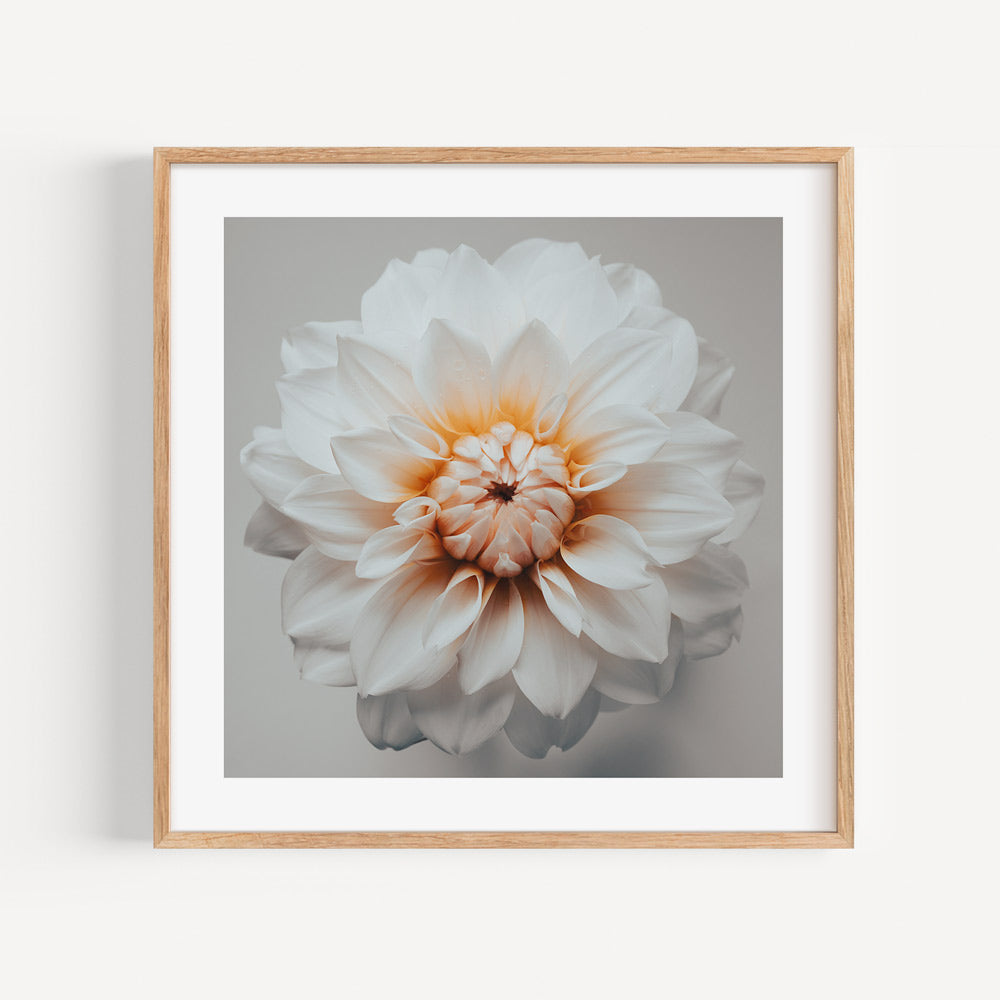 Stunning dahlia flower in white and orange on a grey background - art wall art at Oblongshop.