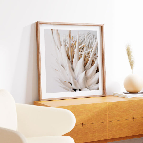 Dry Protea II SQ