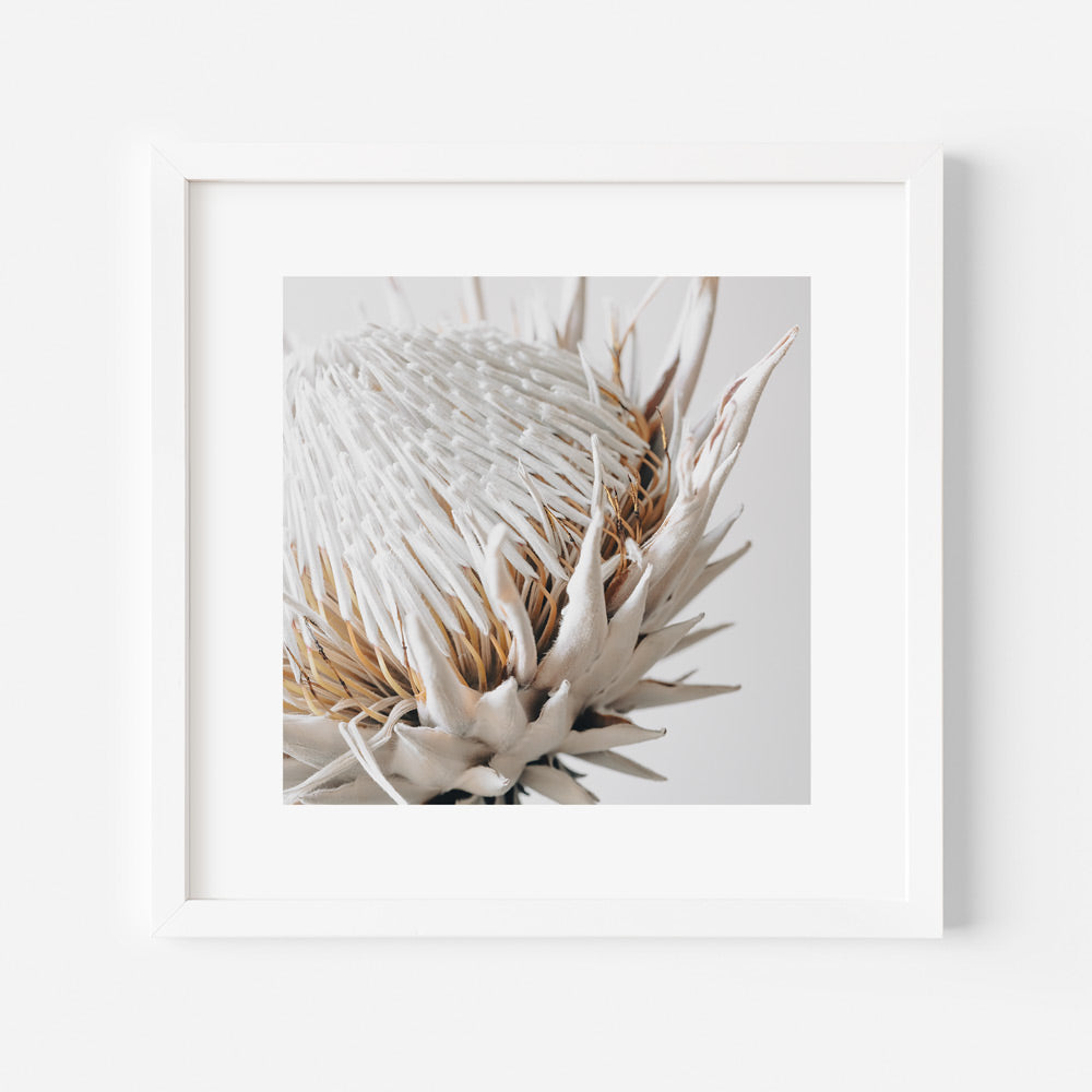Captivating original photography print of a Dry Protea, perfect for adding natural elegance to your wall decor.