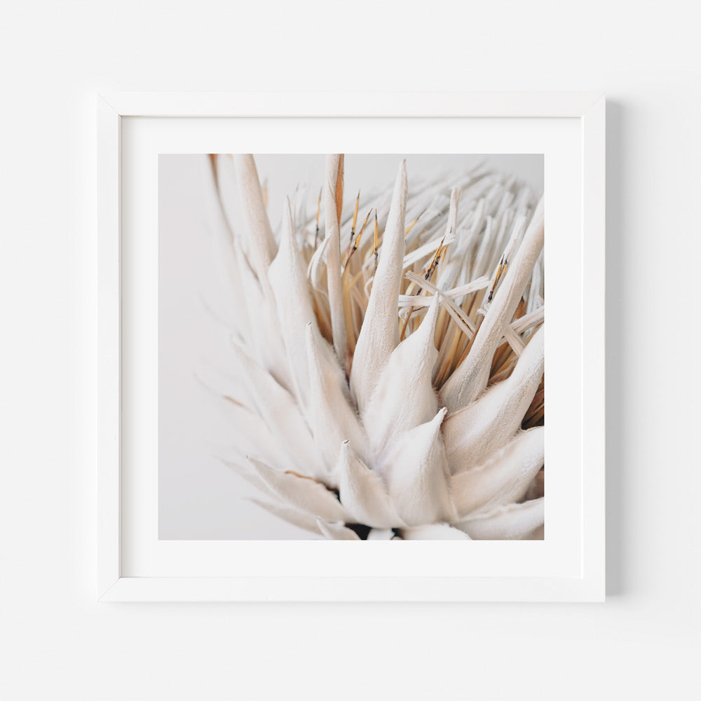 A white framed photo of a protea flower, perfect for wall art and home decor.