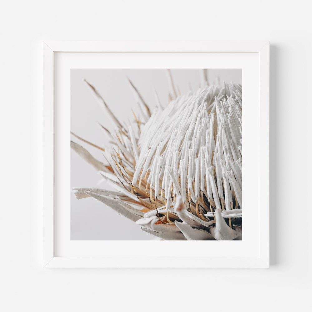 Graceful Dry Protea: A delicate white flower captured in a fine art frame, ideal for elegant wall decor.