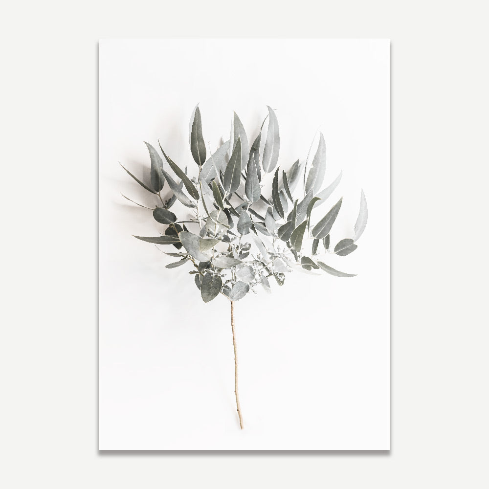 Eucalyptus Branch Art Print