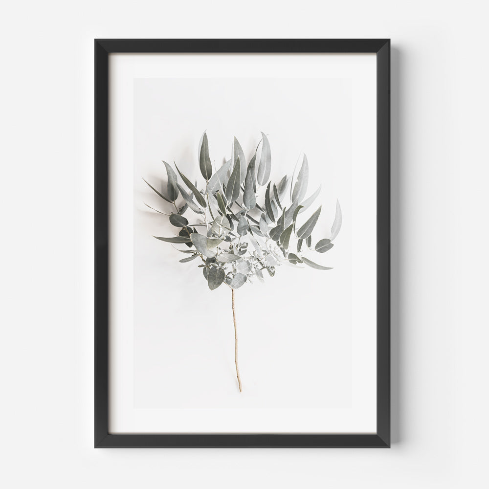 Eucalyptus Branch Art Print