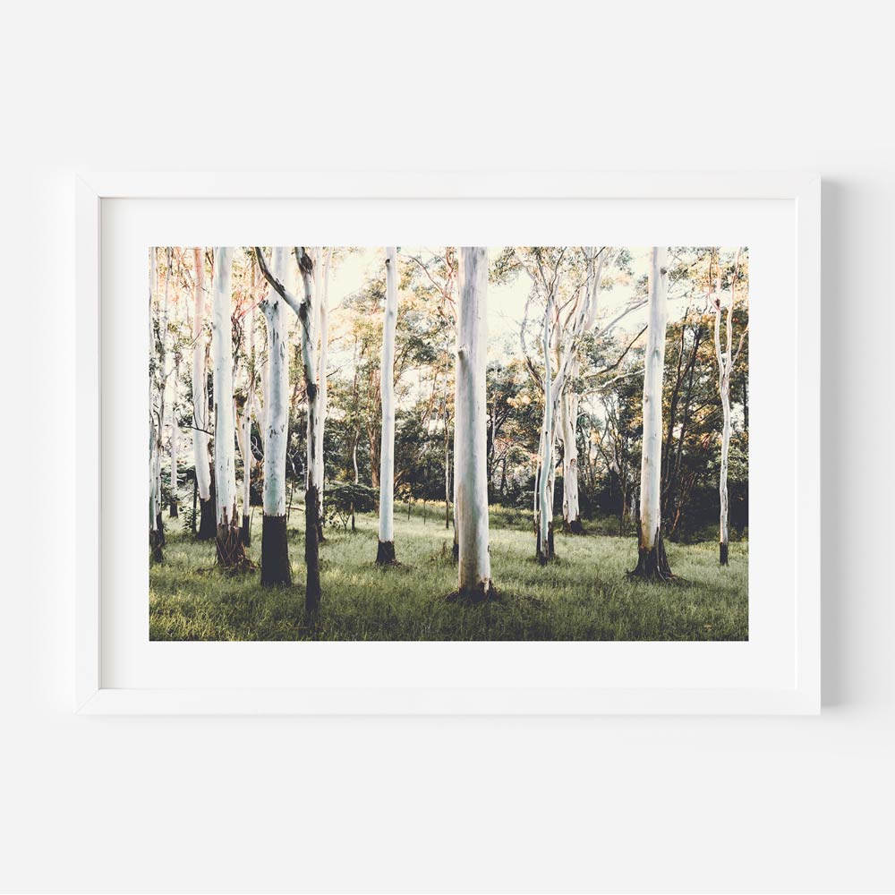 Australian forest print featuring Ghost Gum trees, perfect for wall art decor in homes and offices.