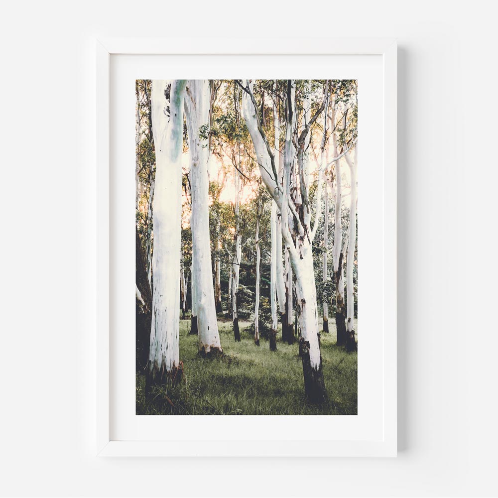 Wall art featuring a ghost gum forest, perfect for home or office decor. Real photography by Oblongshop.