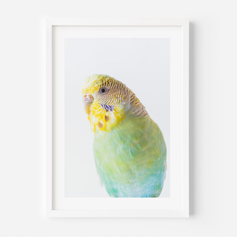 Green Budgie Art
