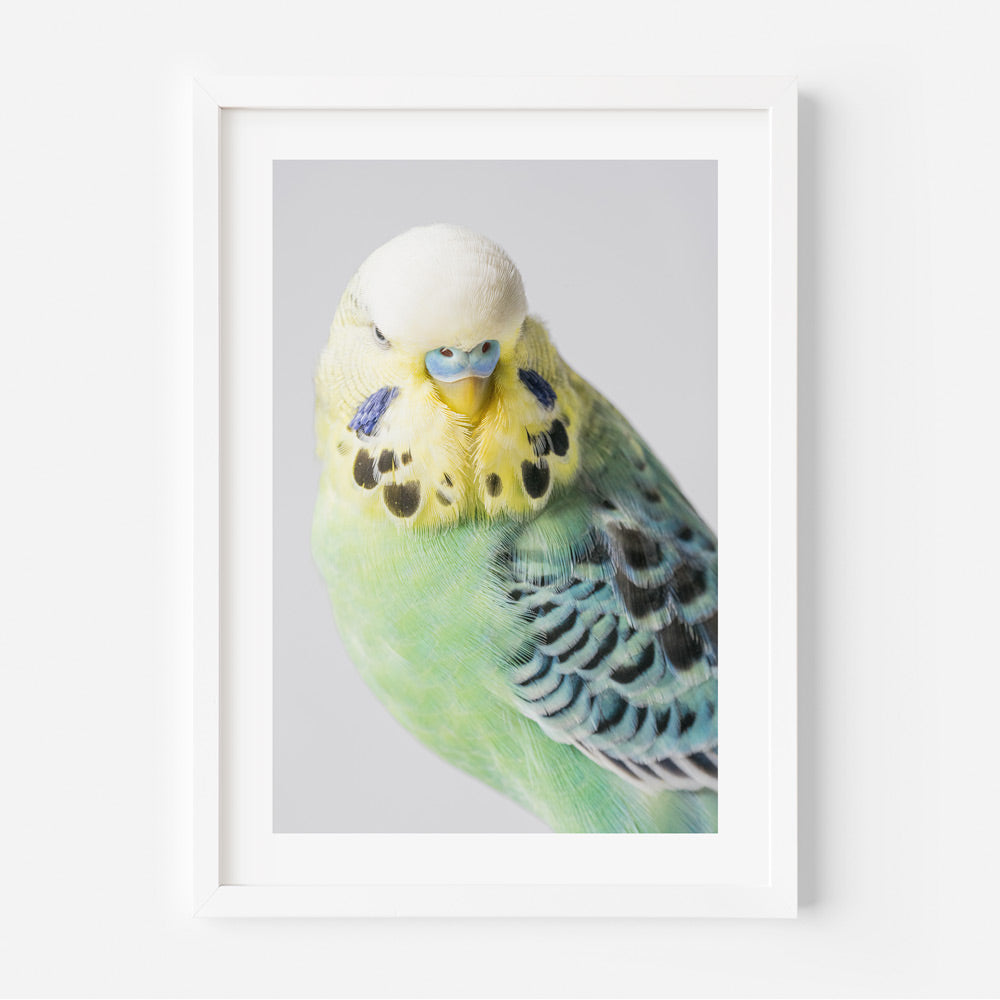 Green Whitecap Budgerigar Art Print