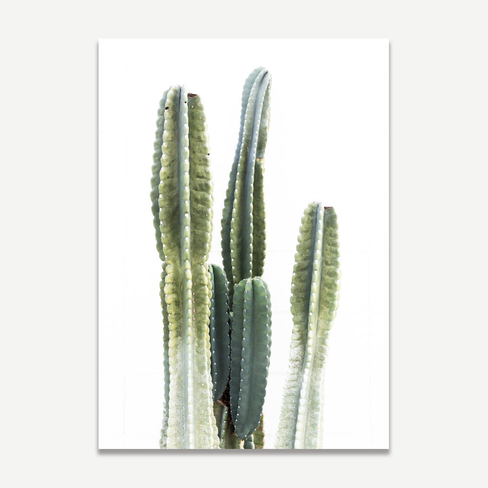 Set of 2 Art Prints - Torch Cactus & Cactus I