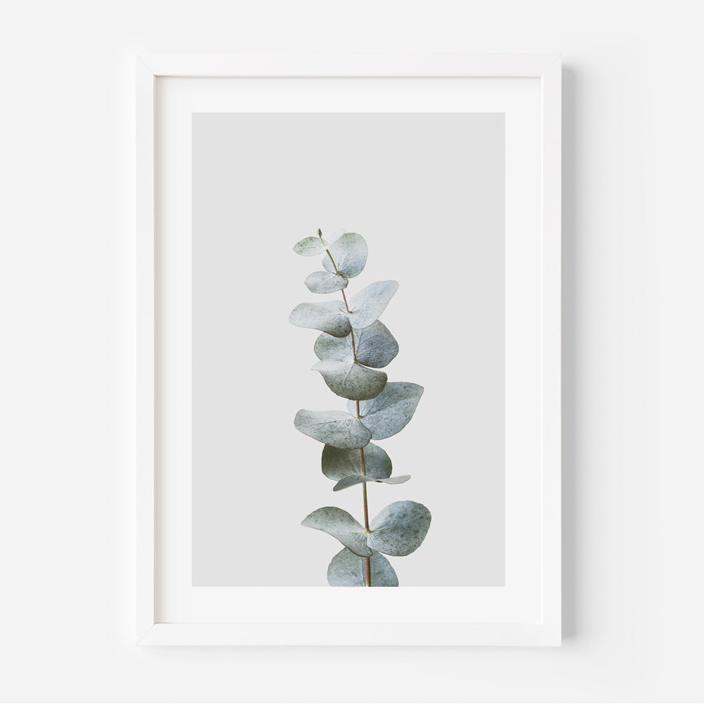 Close-up of a gum eucalyptus branch, perfect for botanical-themed wall art and home decor.