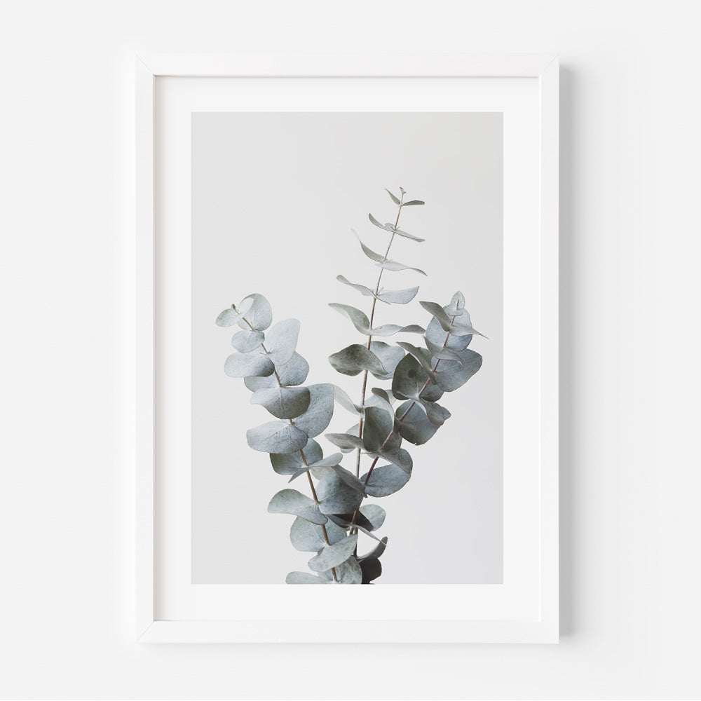 Gum Eucalyptus Branch: A branch of gum eucalyptus, showcasing its natural beauty, perfect for botanical-themed wall decor.
