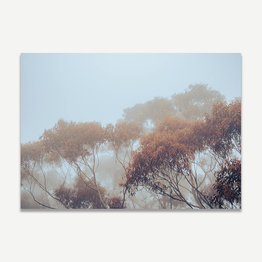 A photographic print of eucalyptus tree tops captured in mist, with shades of blue, orange, and brown.