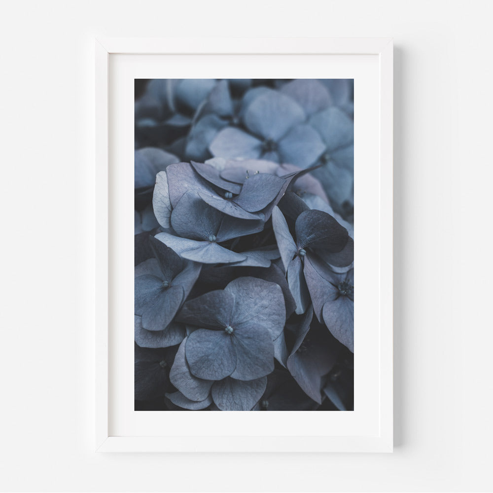 Hydrangea Foliage: A framed photograph highlighting the lush and intricate leaves of the hydrangea plant, ideal for adding botanical charm to your wall decor.